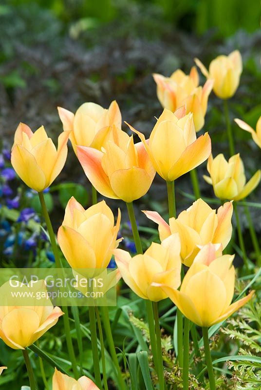 Tulipa linifolia batalinii group 'Bright Gem'. April