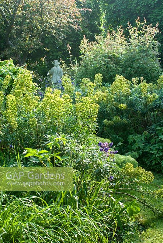 Euphorbias, hemerocallis and shrub roses with stone figure. Hardwicke House, Fen Ditton. May