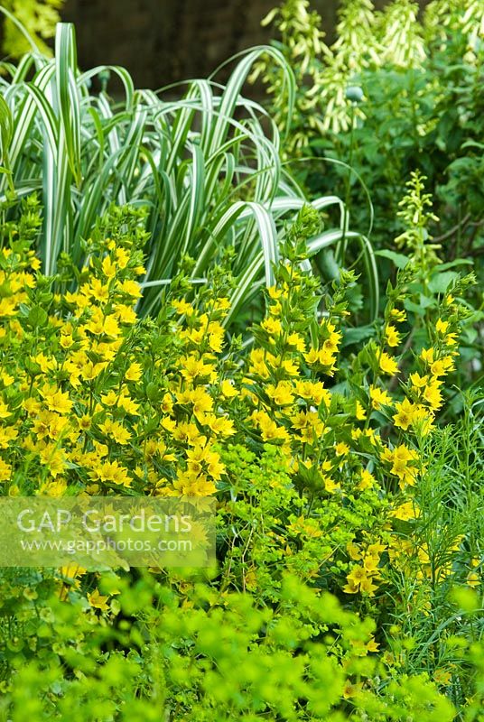 Border with Lysimachia punctata, euphorbias and Miscanthus. June