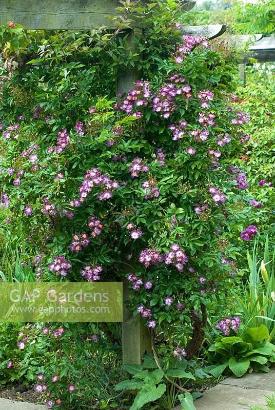 Rosa 'Veilchenblau'. June