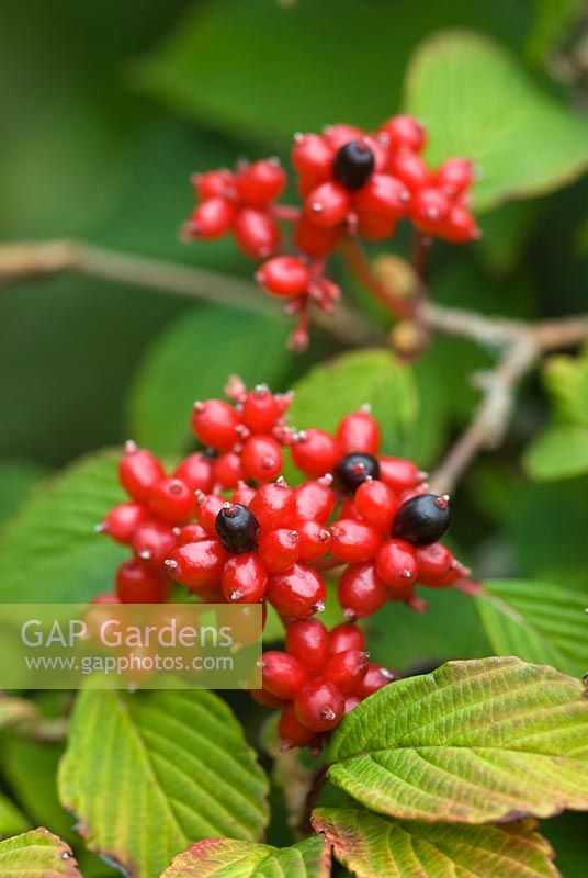 Viburnum plicatum f. tomentosum 'Pink Beauty'. Berries. Autumn.