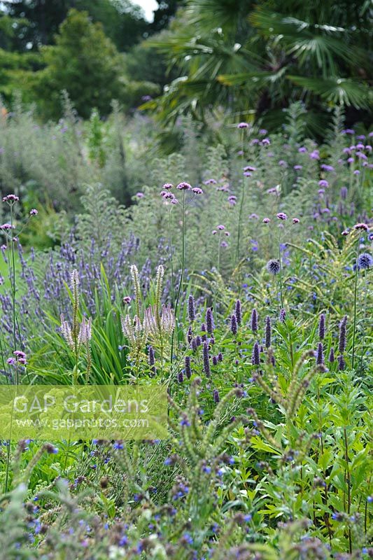 Bee border at Cambridge Botanic Gardens with agastache, verbena, lavender, echium