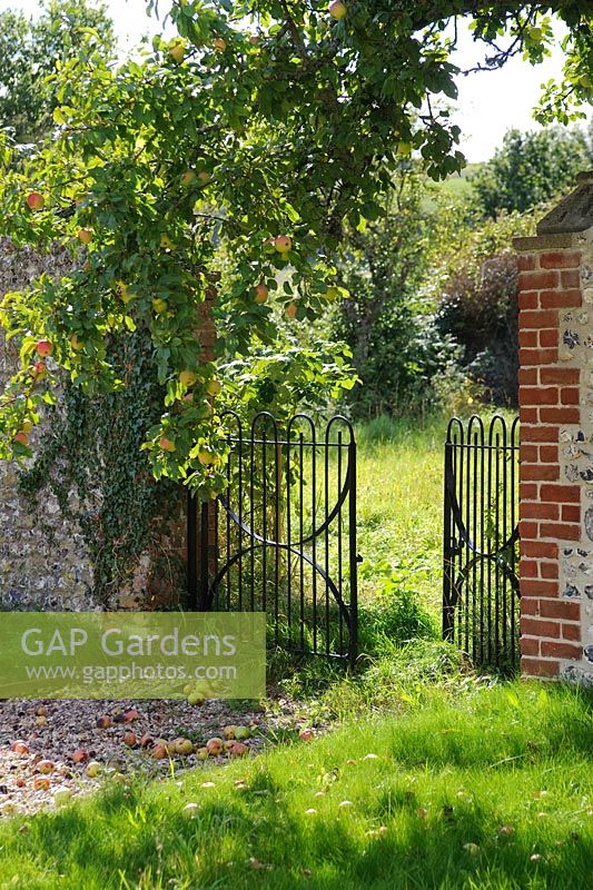 Entrance to walled garden with wrought iron gates and fallen apples. The Tithe Barn, Cerne Abbas, Dorset
