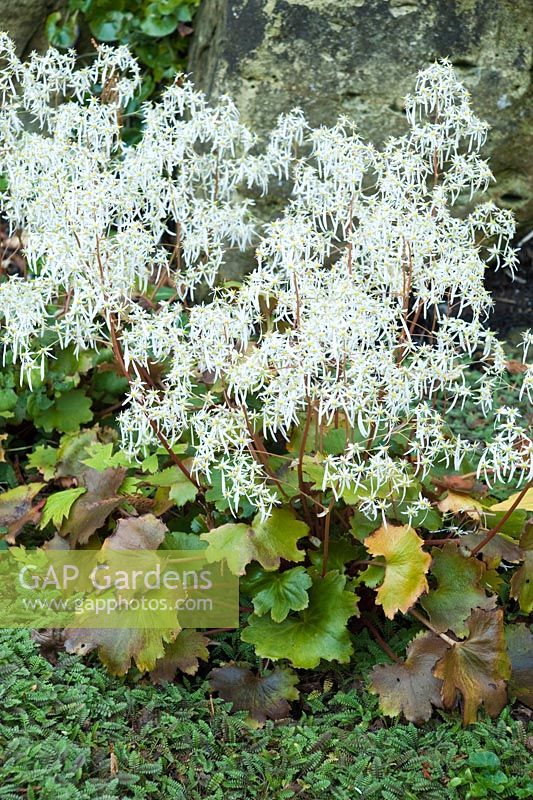 Saxifraga 'Wada'