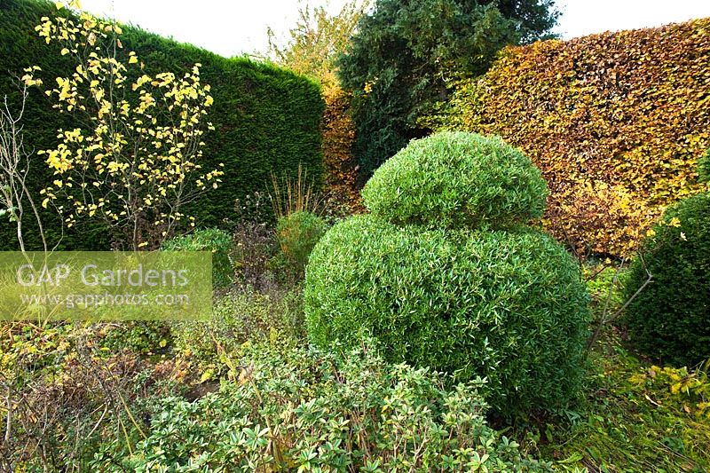 Phillyrea angustifolia topiary. Hardwicke House, Fen Ditton, Cambridge