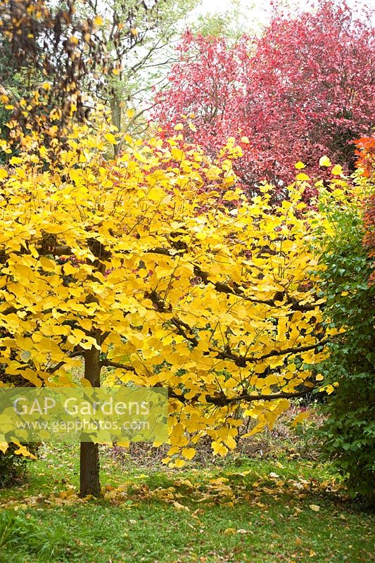 Pleached lime tree in autumn. Hardwicke House, Fen Ditton, Cambridge