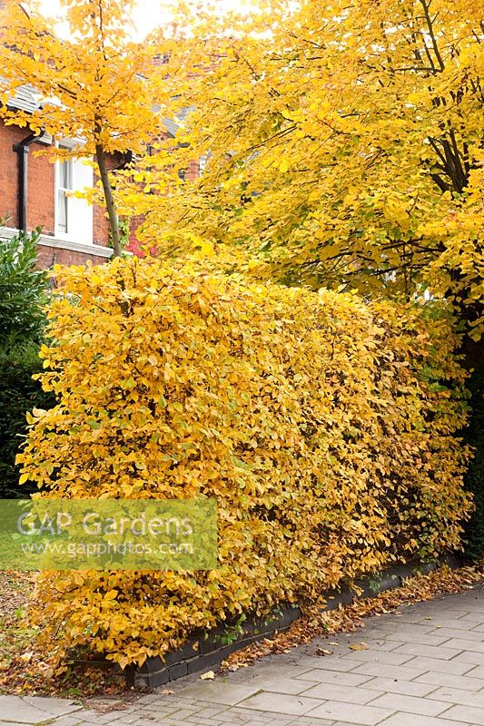 Hedge of Carpinus betulus -hornbeam in autumn with lime tree in background