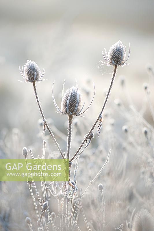Dipsacus fullonum. Teasel seed heads with frost