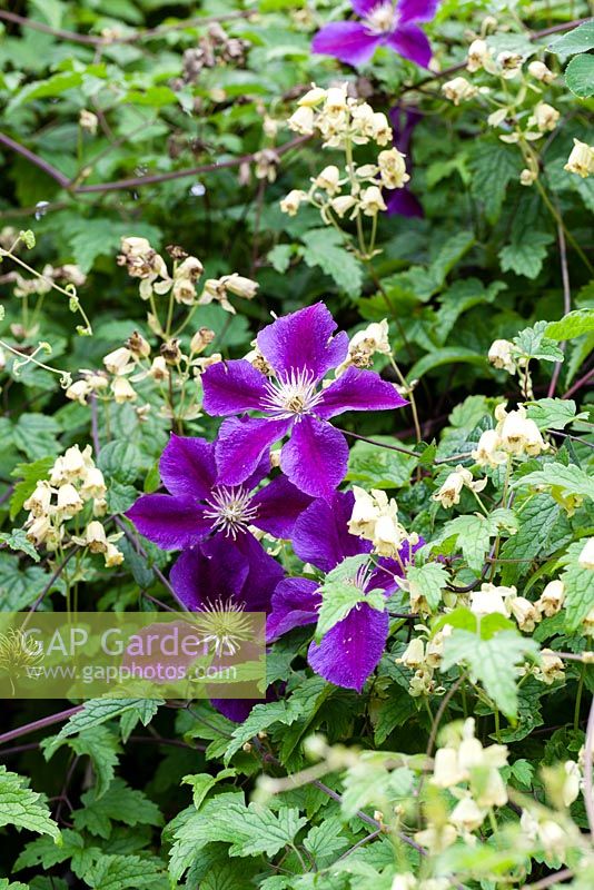 Clematis 'Gipsy Queen' AGM with Clematis rehderiana - Nodding virgin's bower, AGM August.