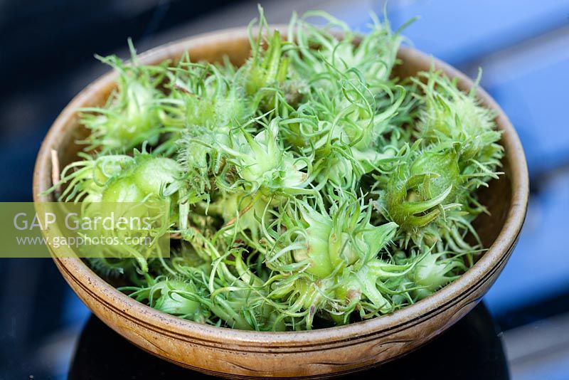 picked nuts of Corylus colurna in bowl. Vedddw House Garden, Devauden, Monmouthshire, Wales. August.