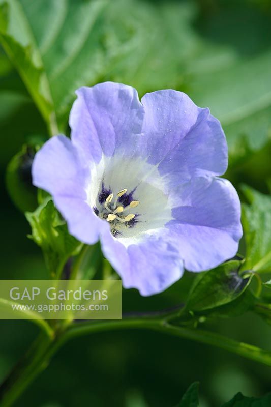 Nicandra physalodes