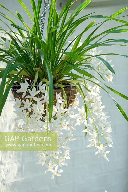 Cymbidium Sarah Jean 'Ice Cascade' growing in a hanging basket in a conservatory
