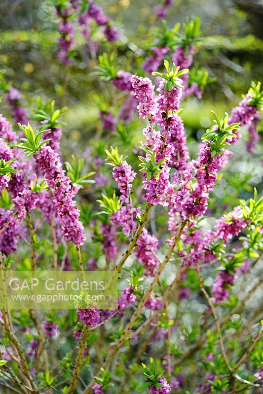 Daphne mezereum 'Rubra'