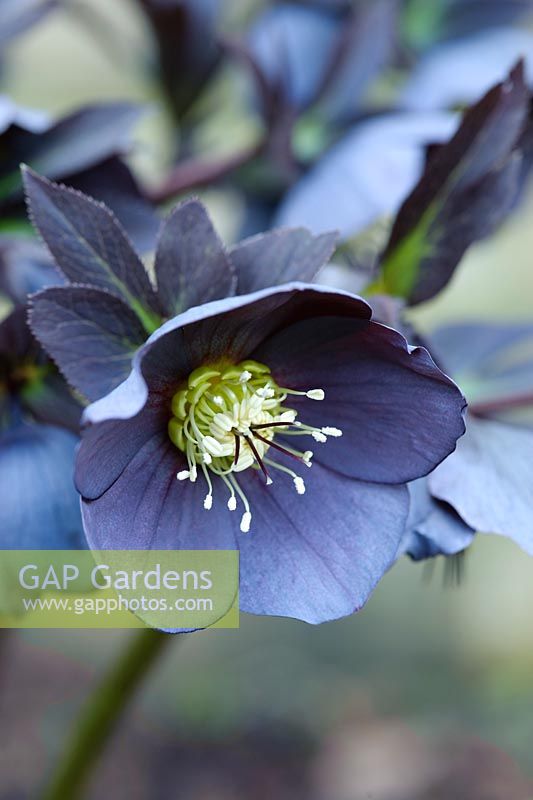 Helleborus x hybridus 'Philip Ballard'