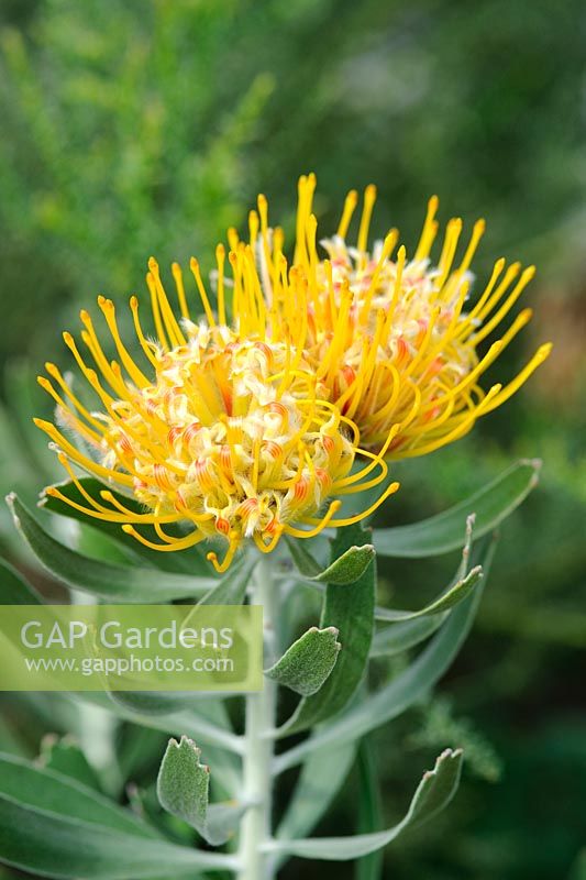 Leucospermum cuneiforme