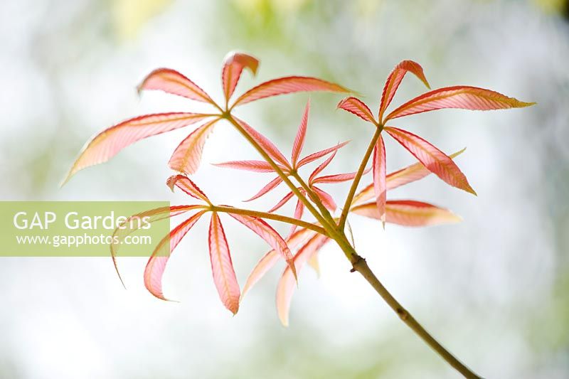 Aesculus x neglecta 'Erythroblastos'. Young leaves unfurling