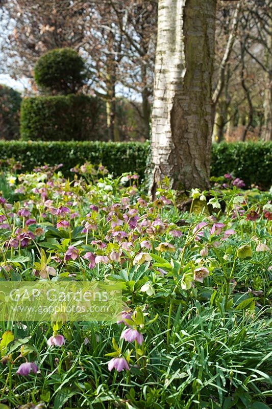 Helleborus x hybridus naturalised in shady bed with snowdrops. 