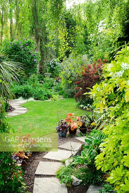 Neatly kept garden with stepping stones, lawn, mixed shrubs, birch trees and pots with hostas and heucheras