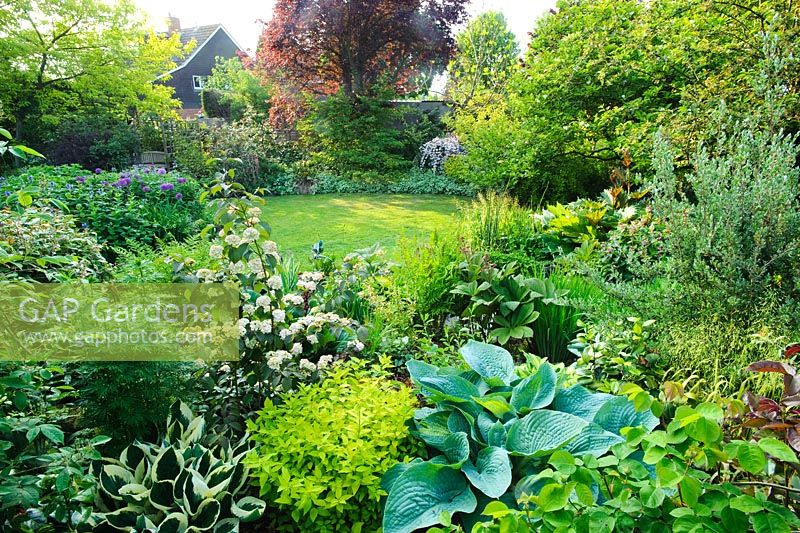 View of neatly kept plantsmans garden. Lawn, mixed borders planted with very wide range of choice plants including hostas, rodgersias, viburnum, aconitum and rheum