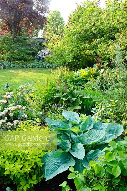 View of neatly kept plantsmans garden. Lawn, mixed borders planted with very wide range of choice plants including hostas, rodgersia, viburnum, osmunda irises and rheum