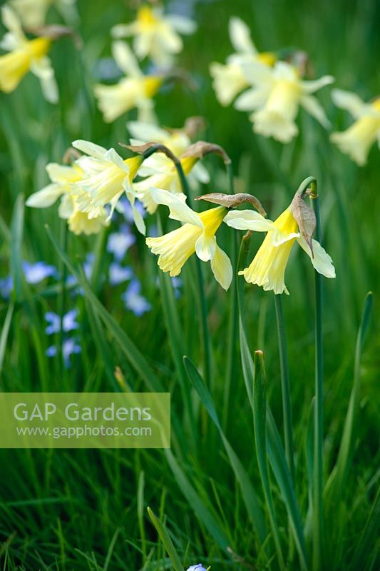 Narcissus 'W.P.Milner' in wild garden with Chionodoxa luciliae