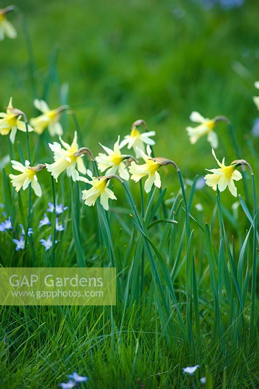 Narcissus 'W.P.Milner' in wild garden with Chionodoxa luciliae