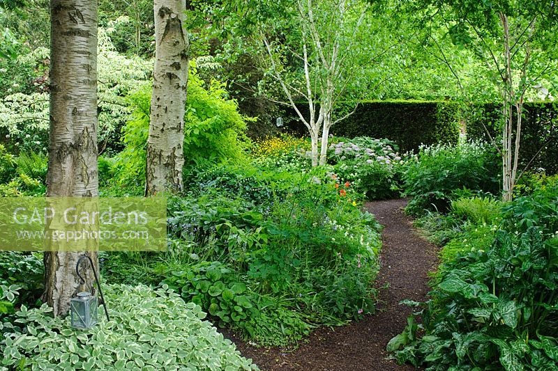 Woodland garden with birch trees, Aegopodium podagraria 'Variegatum' - variegeted ground elder, Cornus alternifolia 'Variegata', Philadelphus coronarius 'Aureus'. The Shade Garden, Wollerton Old Hall, Shropshire