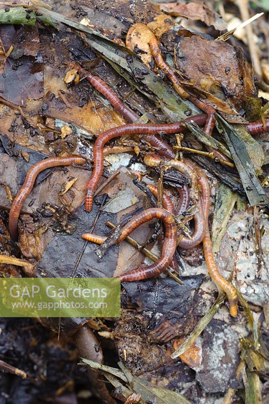 Brandling worms in compost heap