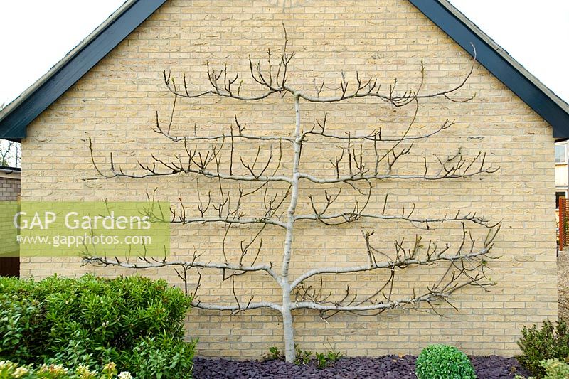 Fig trained as an espalier on a gable wall