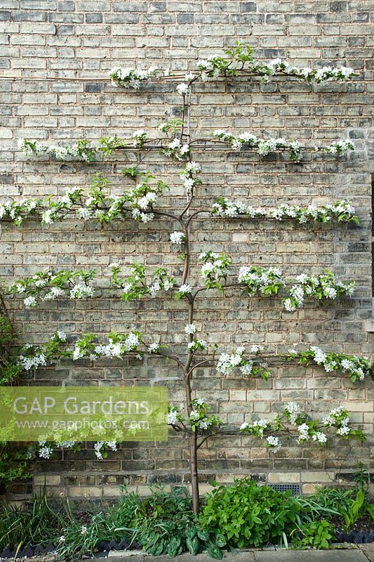 Malus 'Red Sentinel' trained as an espalier on a wall.