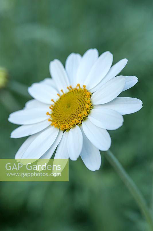 Anthemis punctata subsp. cupaniana