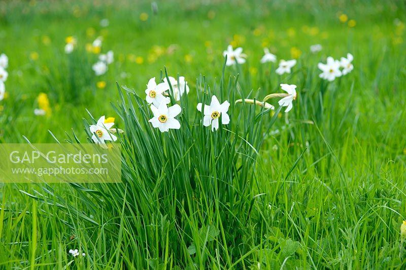 Narcissus poeticus var. recurvus naturalised in wildflower meadow. Madingley Hall, Cambridge.