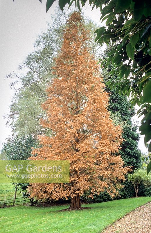 Metasequoia glyptostroboides autumn colour. Madingley Hall, Cambridge