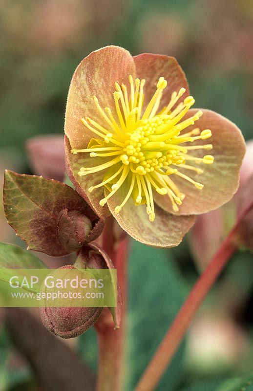 Helleborus lividus