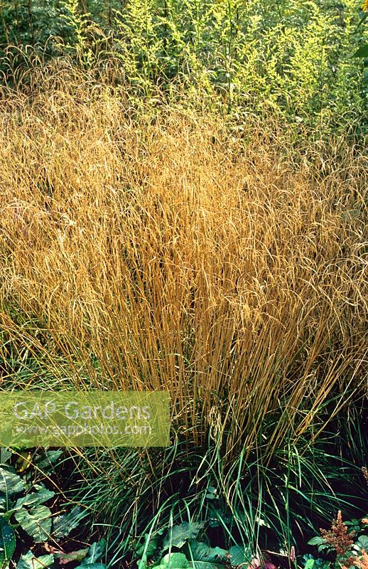 Deschampsia cespitosa 'Goldtau'