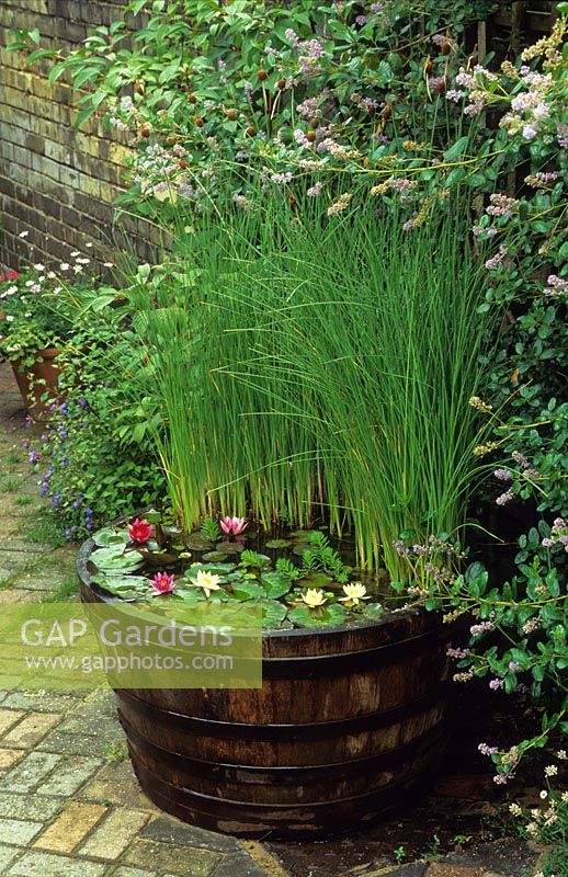 Miniature water lilies and bulrush in wooden half barrel. Typha minima, Nymphaea 'Pygmaea Helvola', Nymphaea 'Pygmaea Rubra'