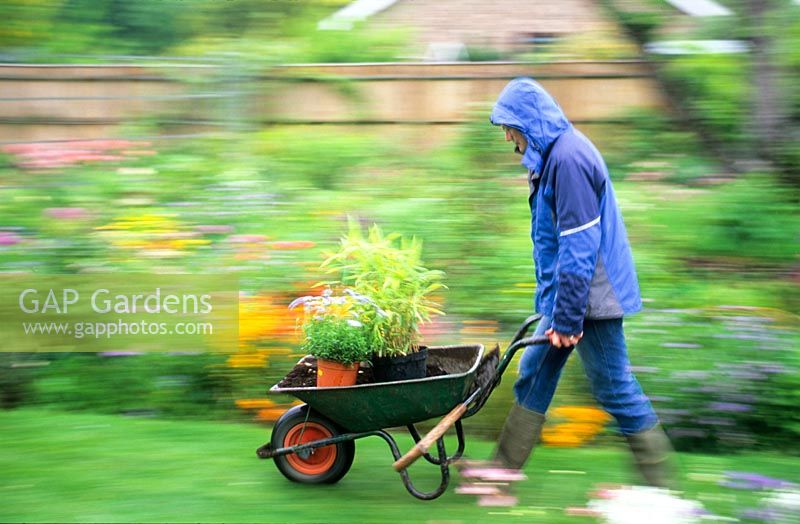 Man pushing wheelbarrow of plants in the rain