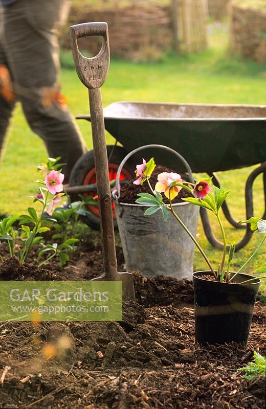 Helleborus - Hellebore in container standing on bare soil beside freshly dug hole, ready to be planted in Spring