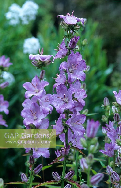 Campanula latiloba 'Hidcote Amethyst'