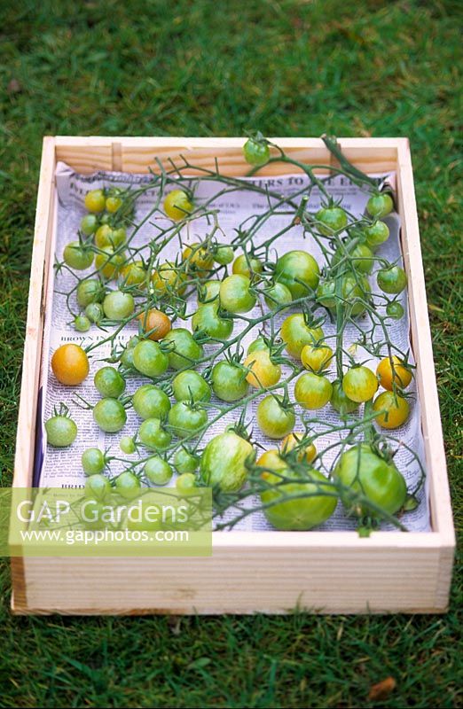 Unripe tomatoes laid in box on paper to ripen