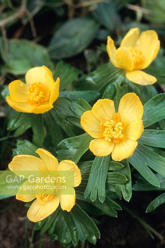 Eranthis hyemalis 'Orange Glow' February