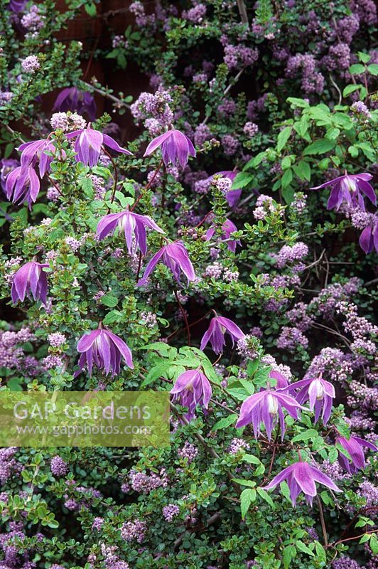 Clematis macropetala 'Pauline' growing with Ceanothus rigidus. April. Cambridge Botanic Gardens.