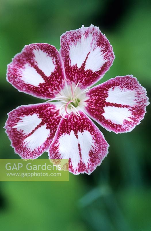 Dianthus 'Gingham Gown'. June.