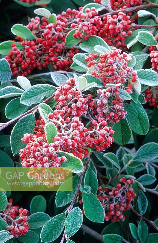 Cotoneaster lacteus. Berries with frost.
