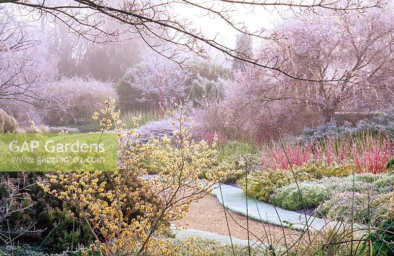 Winter garden. Cambridge Botanic Gardens.