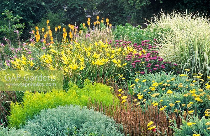 Herbaceous border with Santolina chamaecyparissus, x Solidaster luteus 'Lemore', Achillea 'Moonshine', Hemerocallis 'Hyperion', Monarda 'Prairie Night' and Miscanthus sinensis 'Variegatus'. Cambridge University Botanic Gardens.