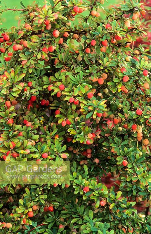 Berberis x carminea 'Buccaneer' with berries. October