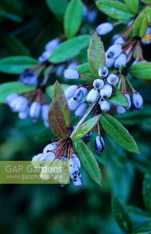 Berberis poiretii. Blue berries. November