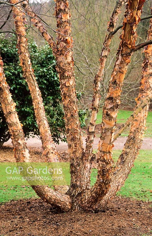 Betula nigra. Multi-stemmed tree. Peeling bark. Winter