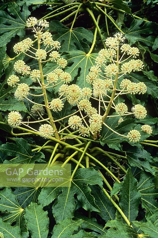 Fatsia japonica. Close up of flowers. November